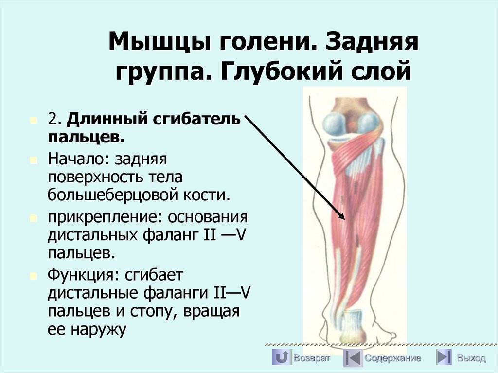 Мышцы голени. Задняя группа. Глубокий слой
