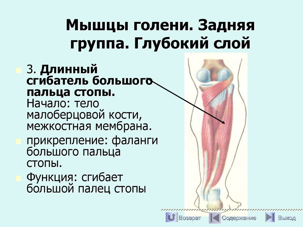 Мышцы голени. Задняя группа. Глубокий слой