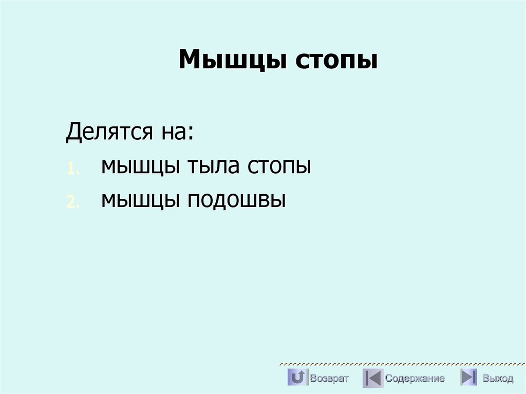 Мышцы стопы