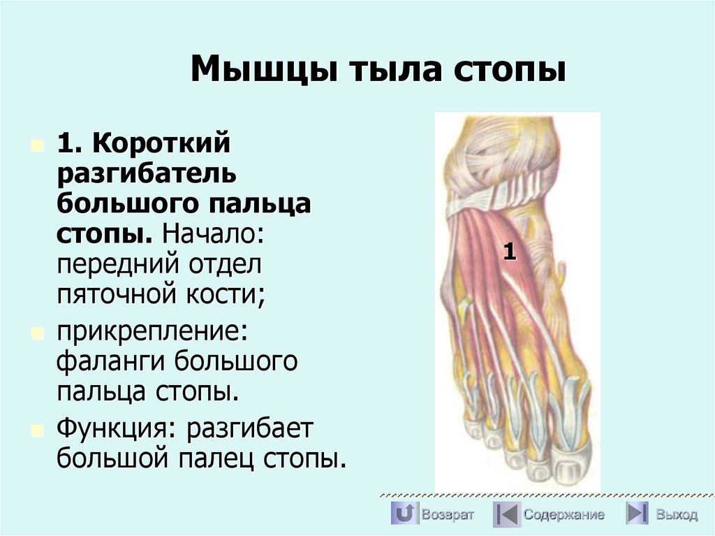 Мышцы тыла стопы