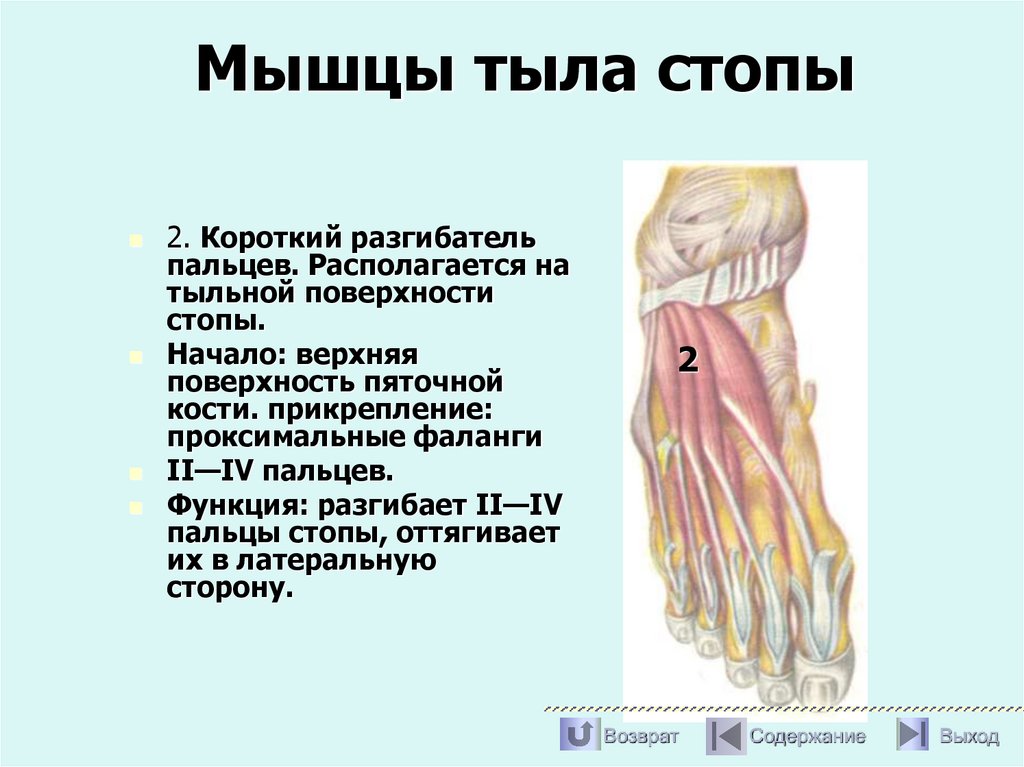 Мышцы тыла стопы