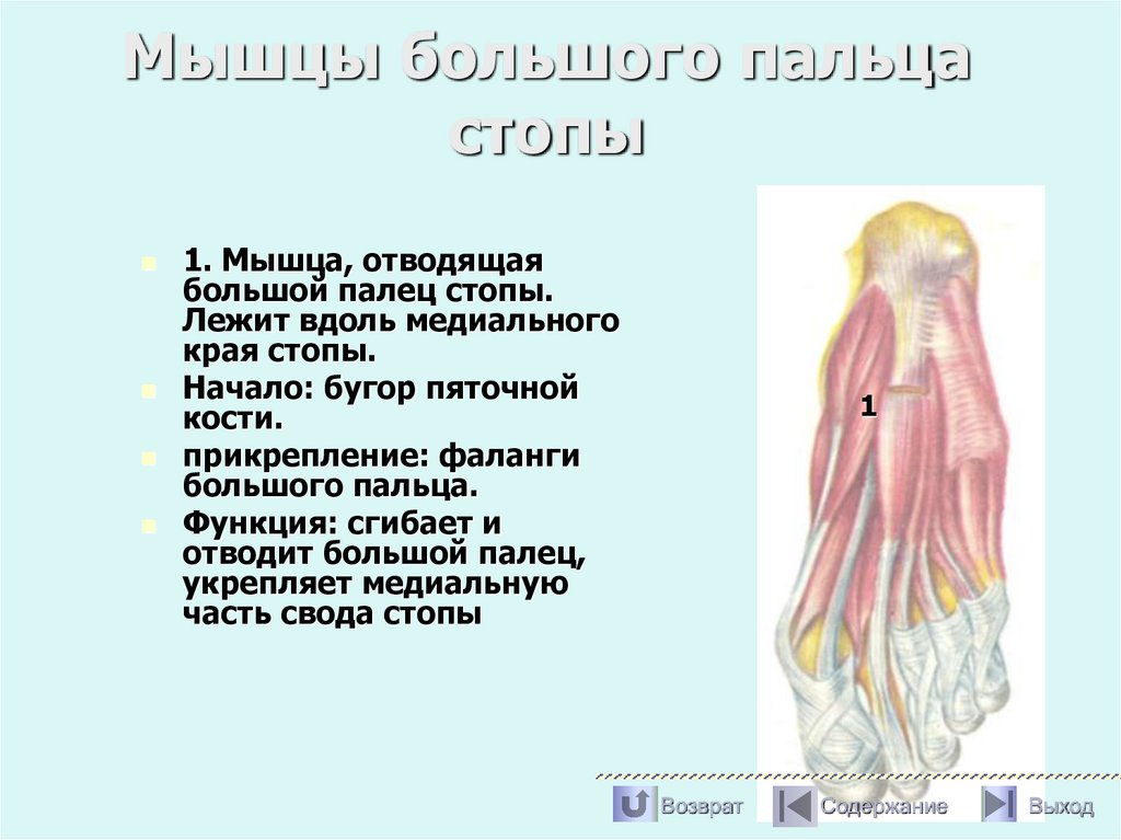 Мышцы большого пальца стопы