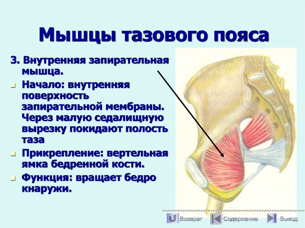 Мышцы тазового пояса