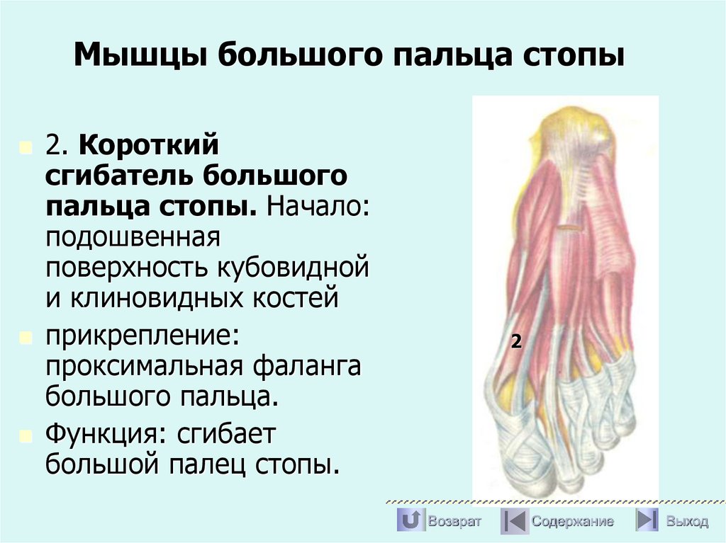 Мышцы большого пальца стопы