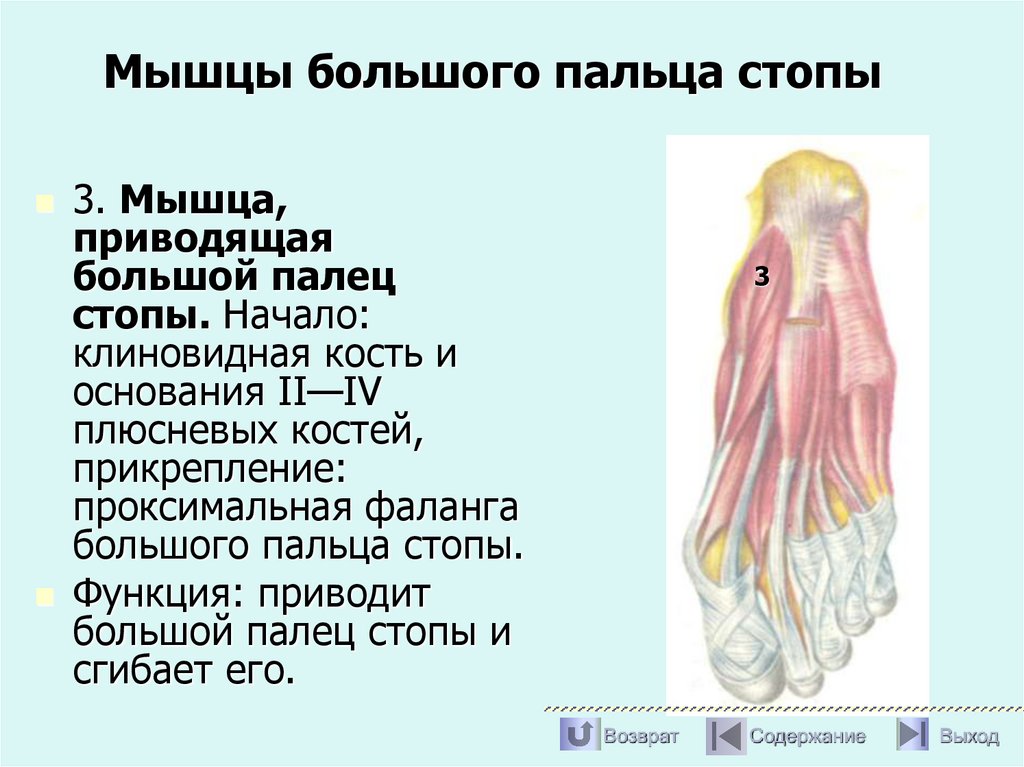 Мышцы большого пальца стопы