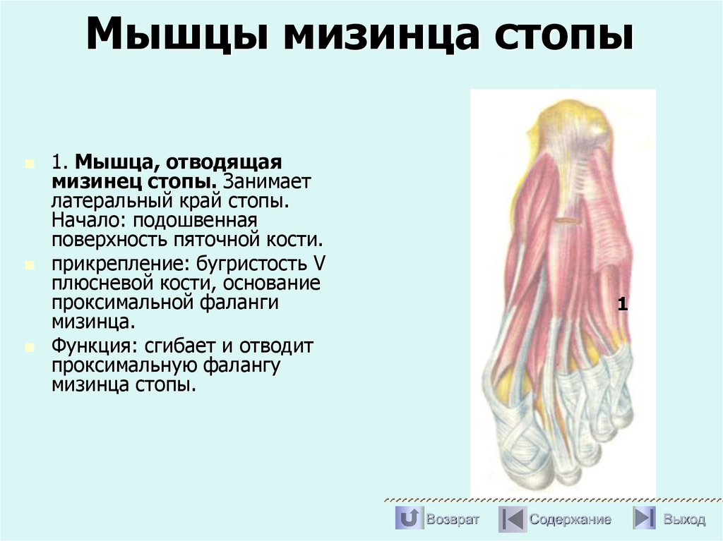 Мышцы мизинца стопы