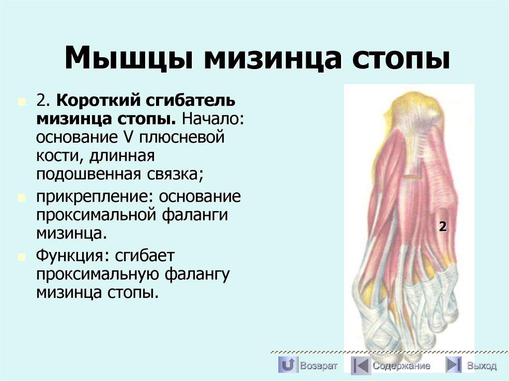 Мышцы мизинца стопы