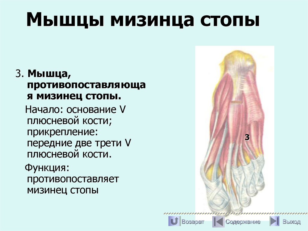 Мышцы мизинца стопы