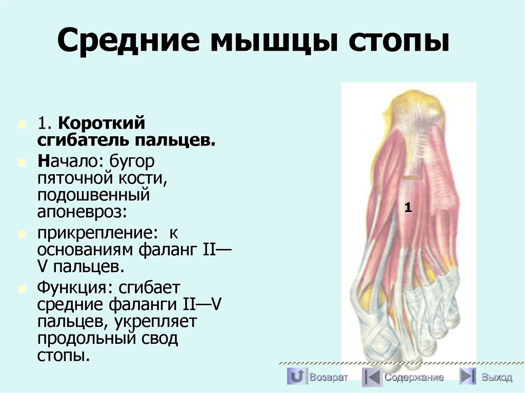 Средние мышцы стопы