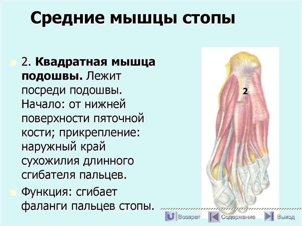 Средние мышцы стопы