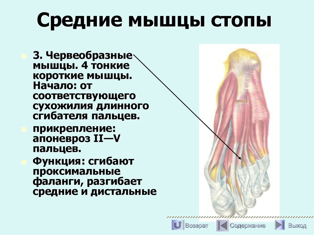 Средние мышцы стопы