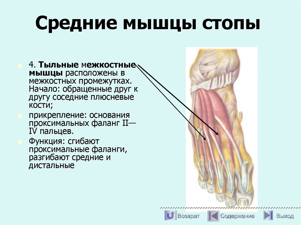Средние мышцы стопы