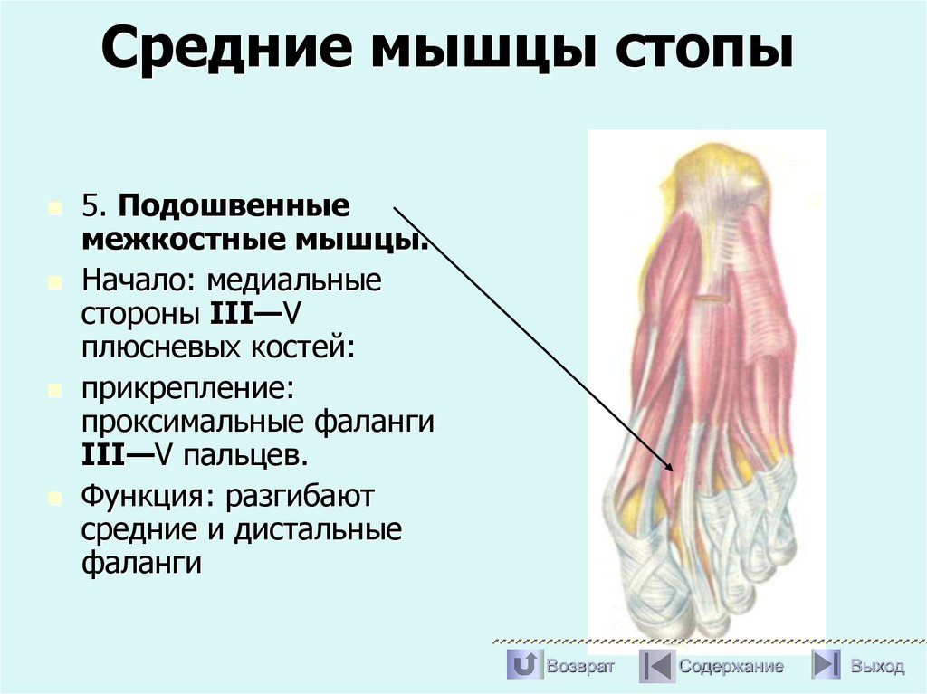 Средние мышцы стопы