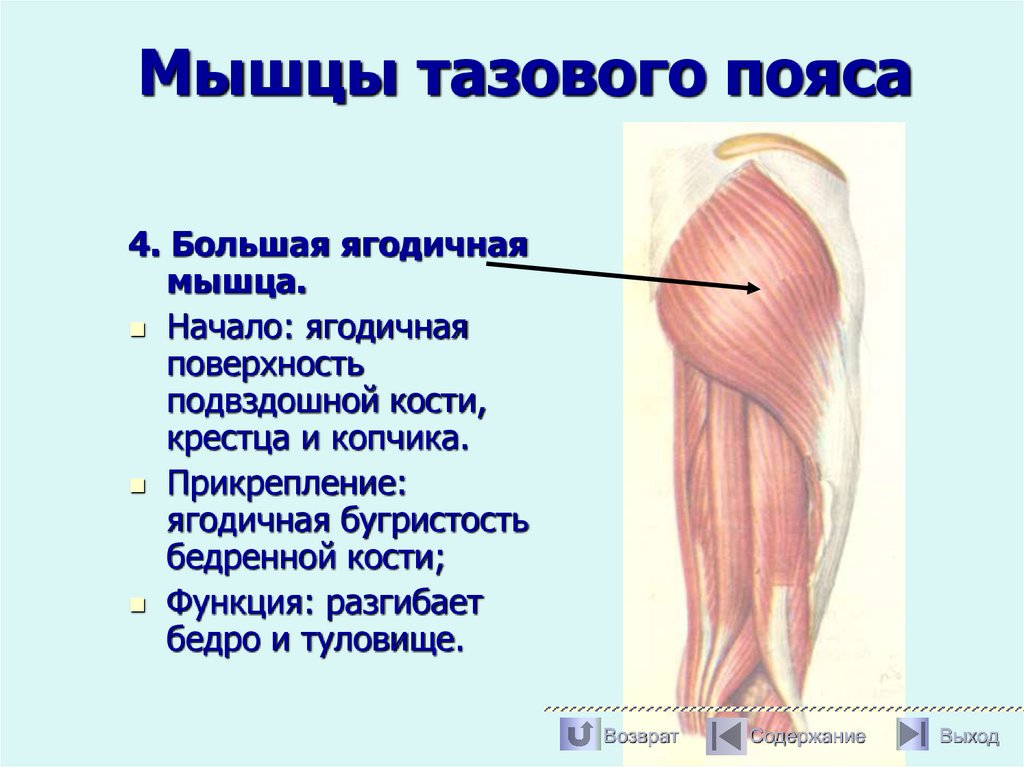Мышцы тазового пояса