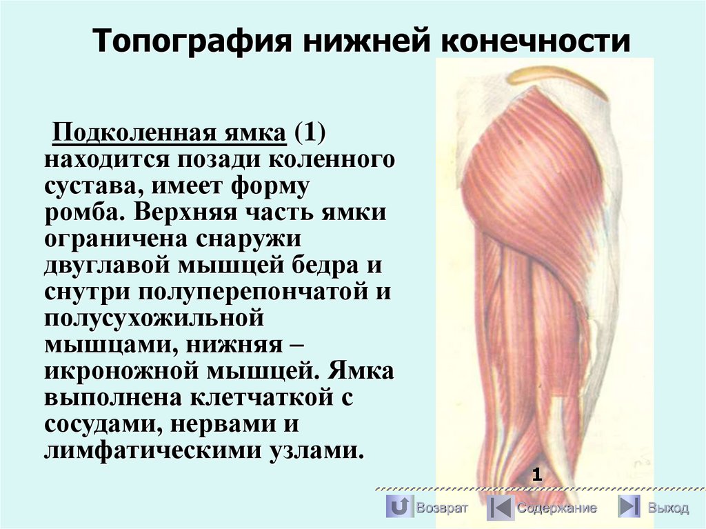Топография нижней конечности
