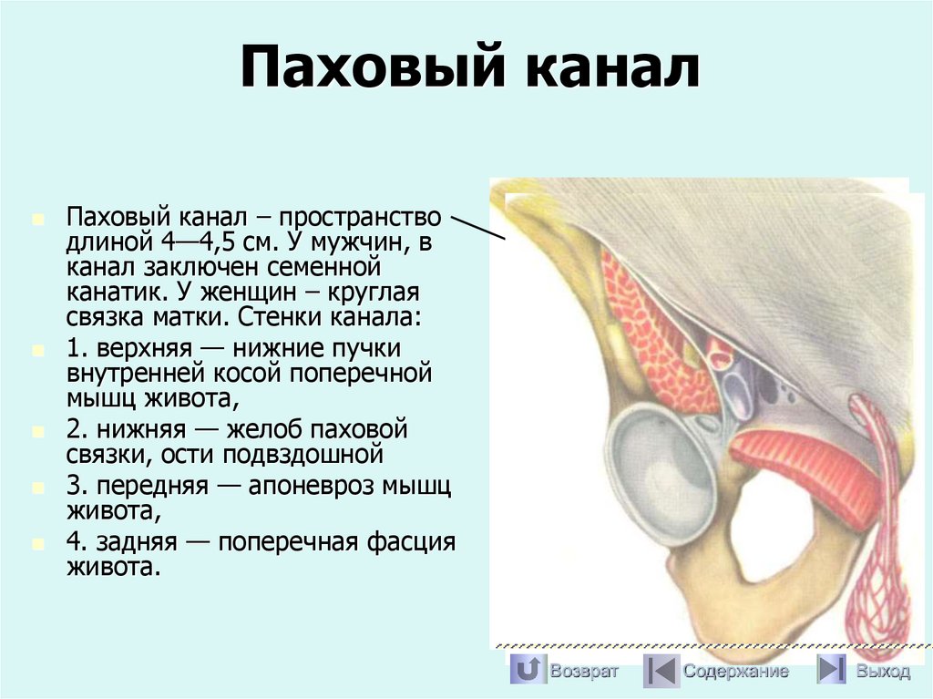 Паховый канал