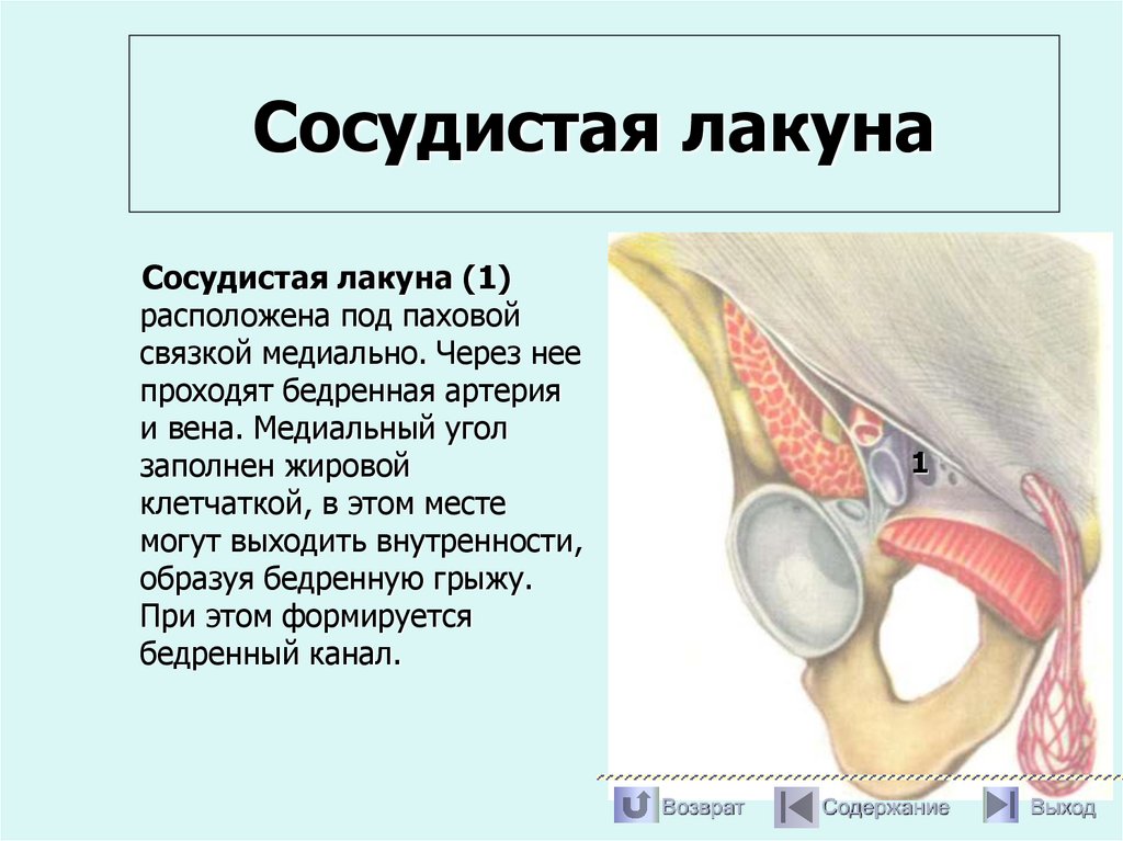Сосудистая лакуна