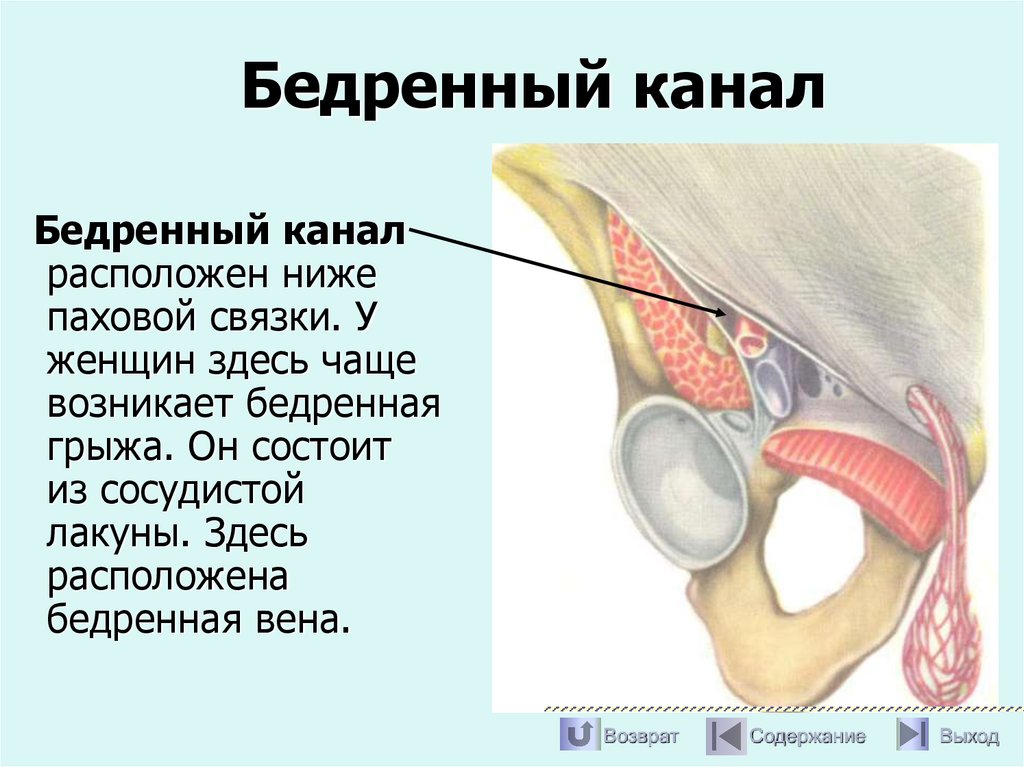 Бедренный канал