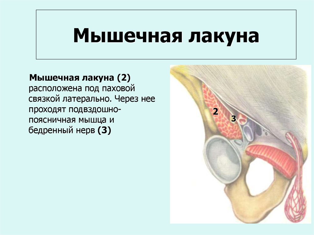 Мышечная лакуна