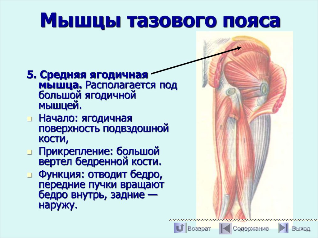 Мышцы тазового пояса