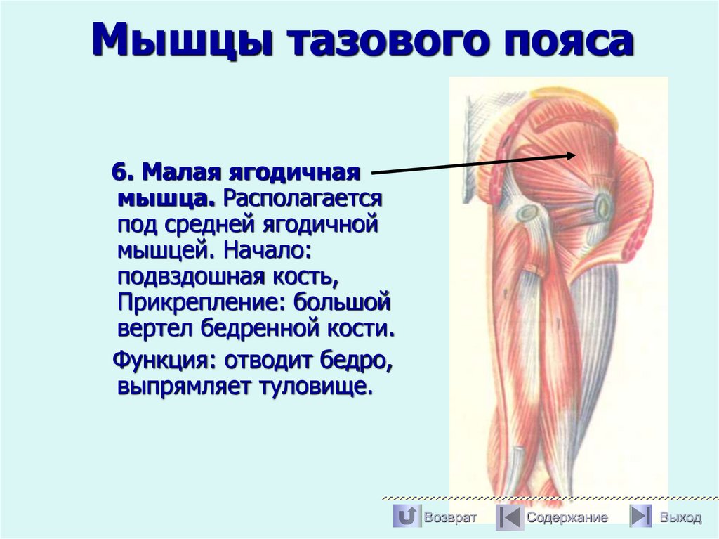 Мышцы тазового пояса