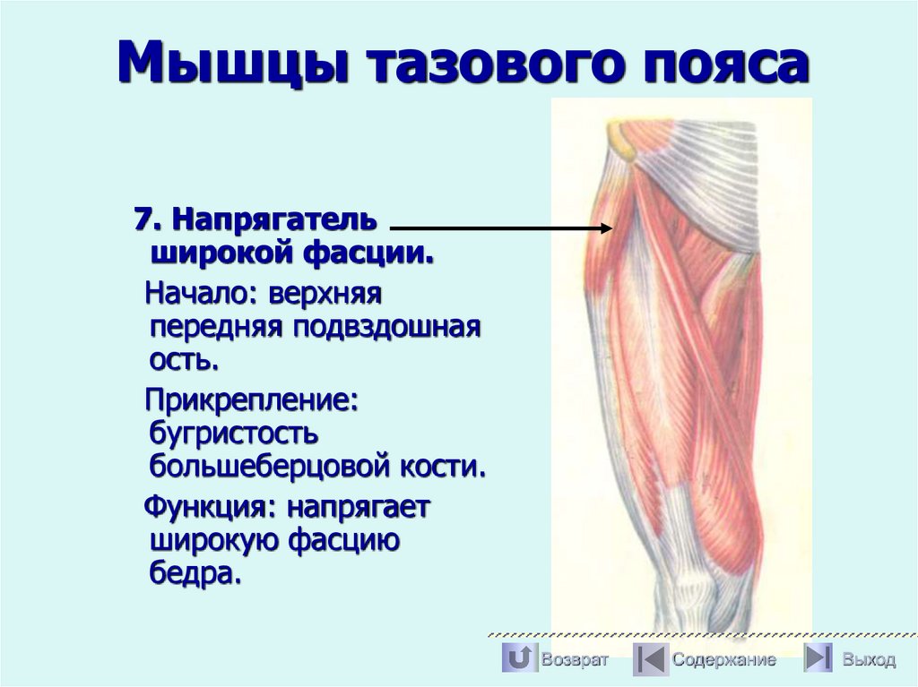 Мышцы тазового пояса