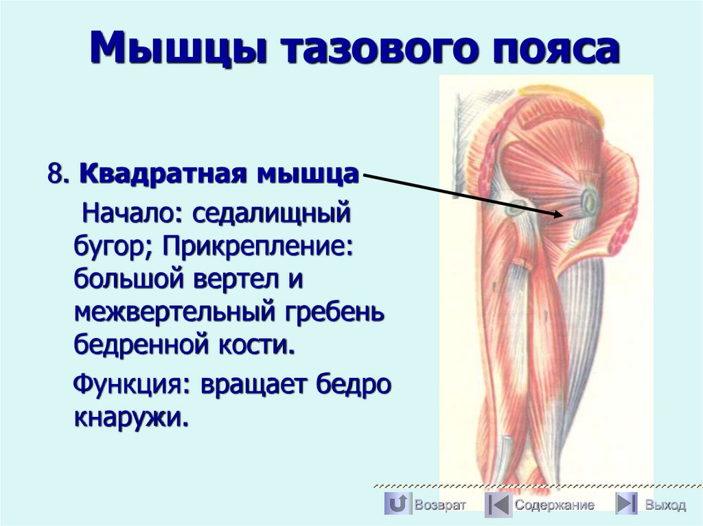 Мышцы тазового пояса