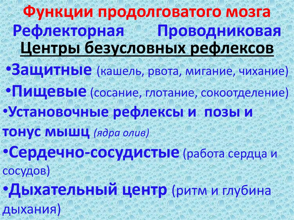 Функции продолговатого мозга