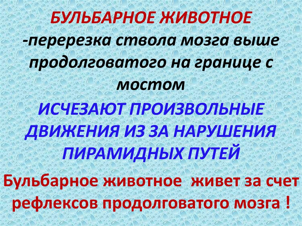 Бульбарное животное живет за счет рефлексов продолговатого мозга !