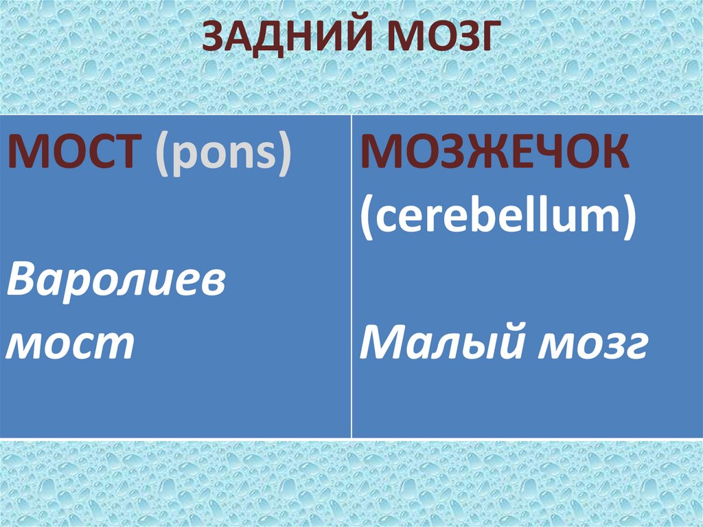 ЗАДНИЙ МОЗГ