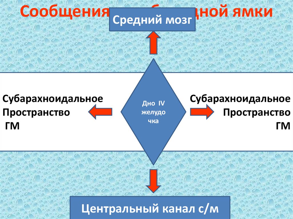 Сообщения ромбовидной ямки