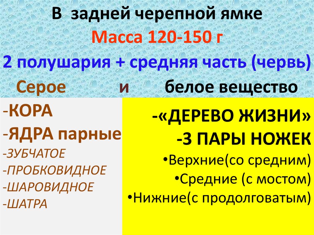 В задней черепной ямке