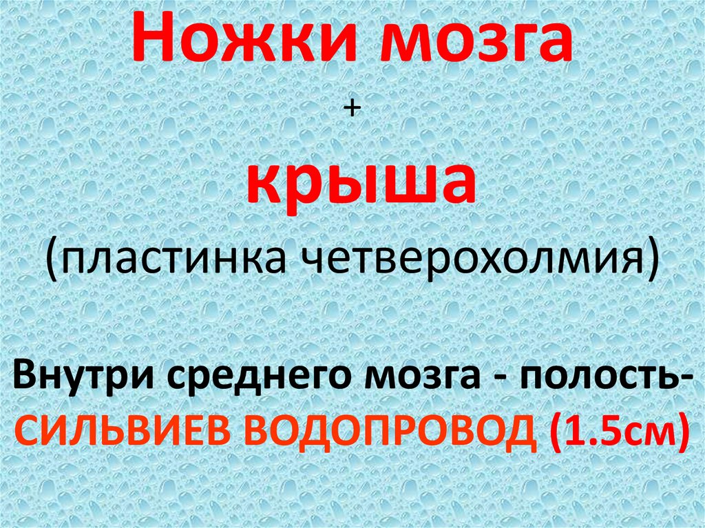 Ножки мозга + крыша (пластинка четверохолмия)