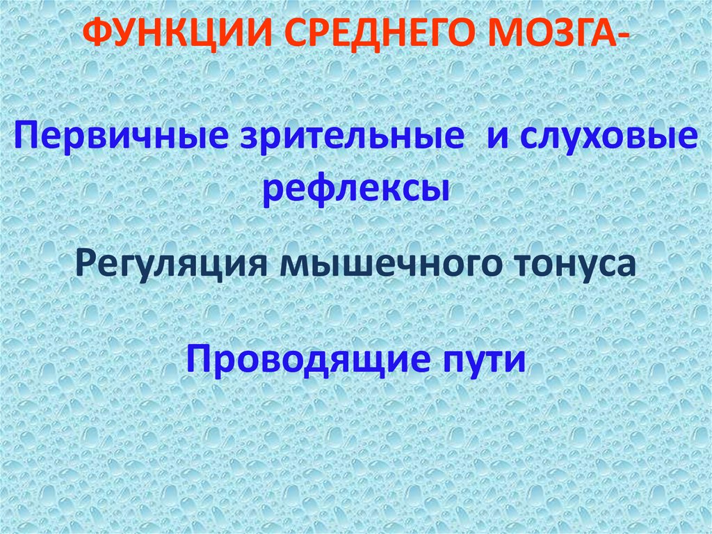 ФУНКЦИИ СРЕДНЕГО МОЗГА-