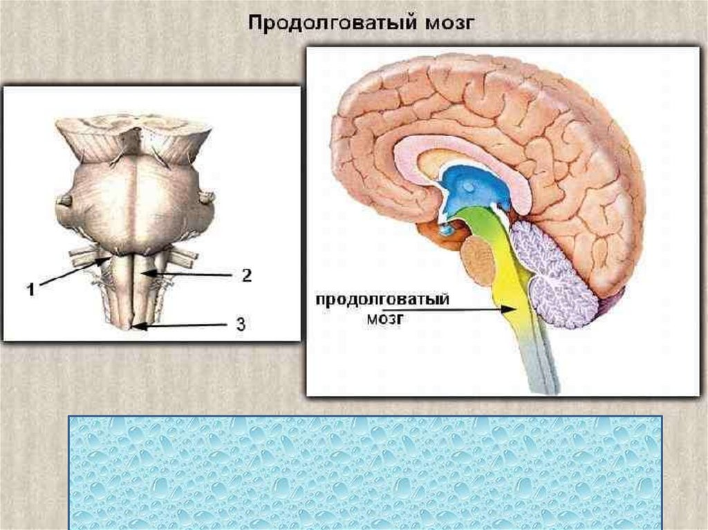 Начальный отдел ГМ -на скате-