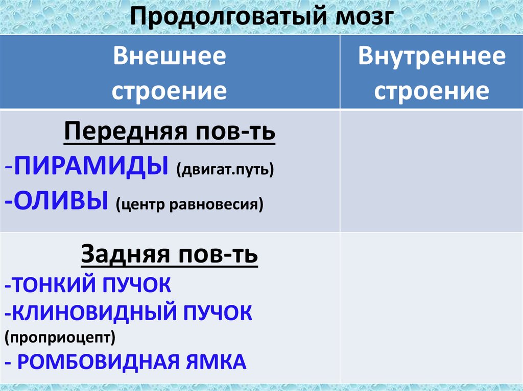 Продолговатый мозг