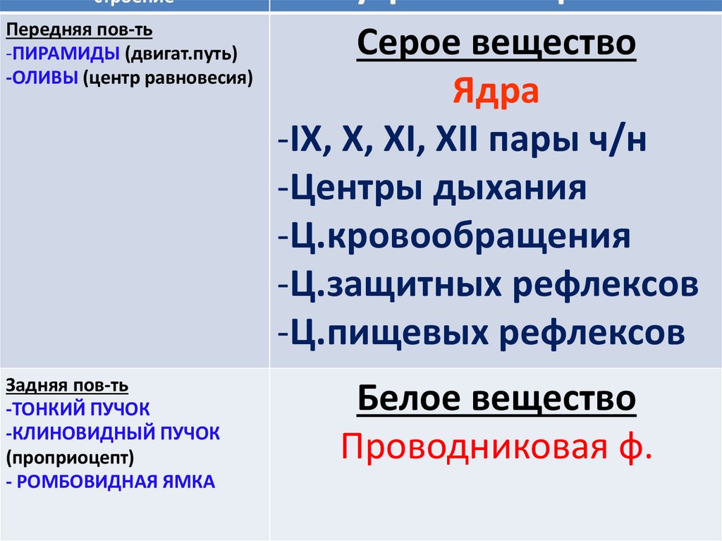 Продолговатый мозг