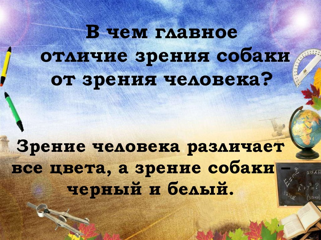 В чем главное отличие зрения собаки от зрения человека?