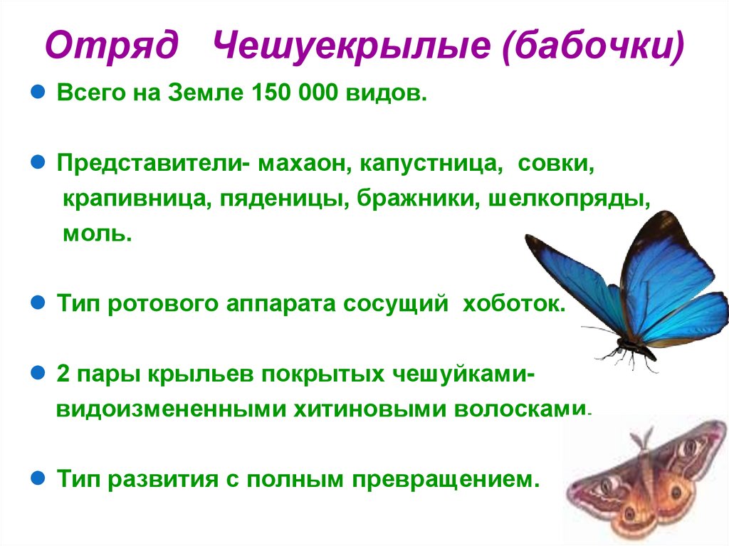 Отряд Чешуекрылые (бабочки)