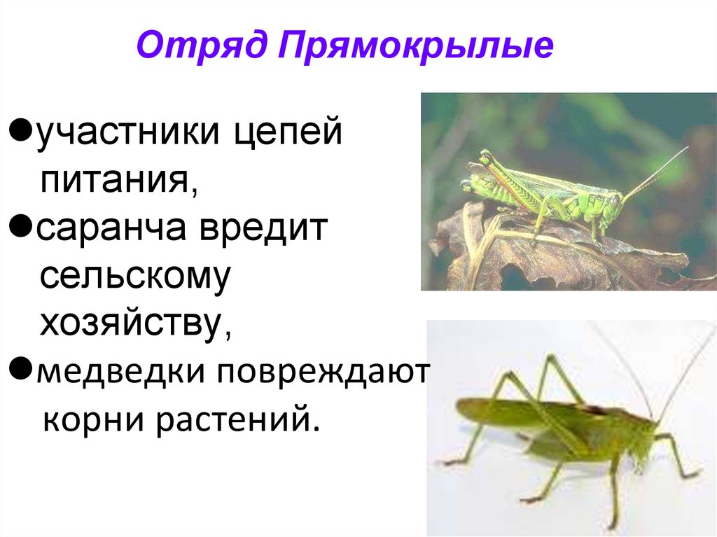 Отряд Прямокрылые