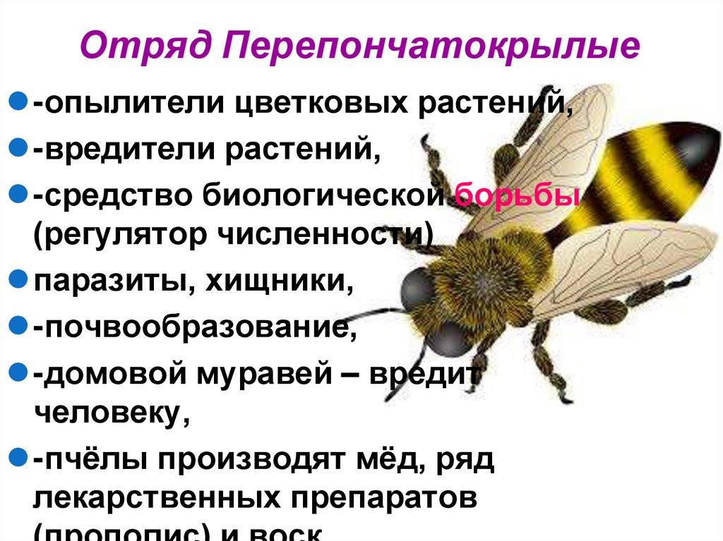 Отряд Перепончатокрылые