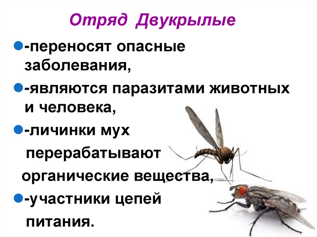 Отряд Двукрылые