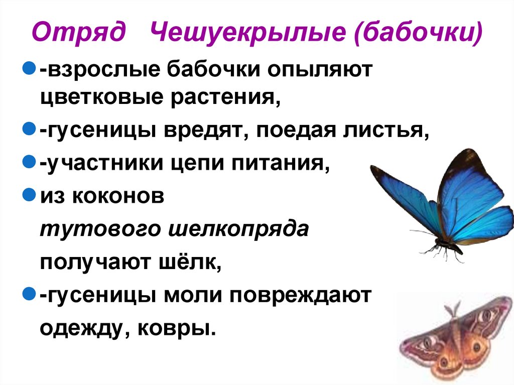 Отряд Чешуекрылые (бабочки)