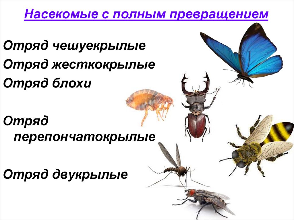 Насекомые с полным превращением