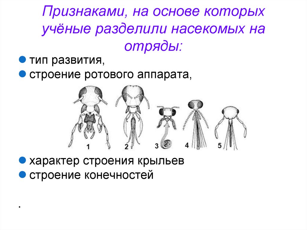 Признаками, на основе которых учёные разделили насекомых на отряды: