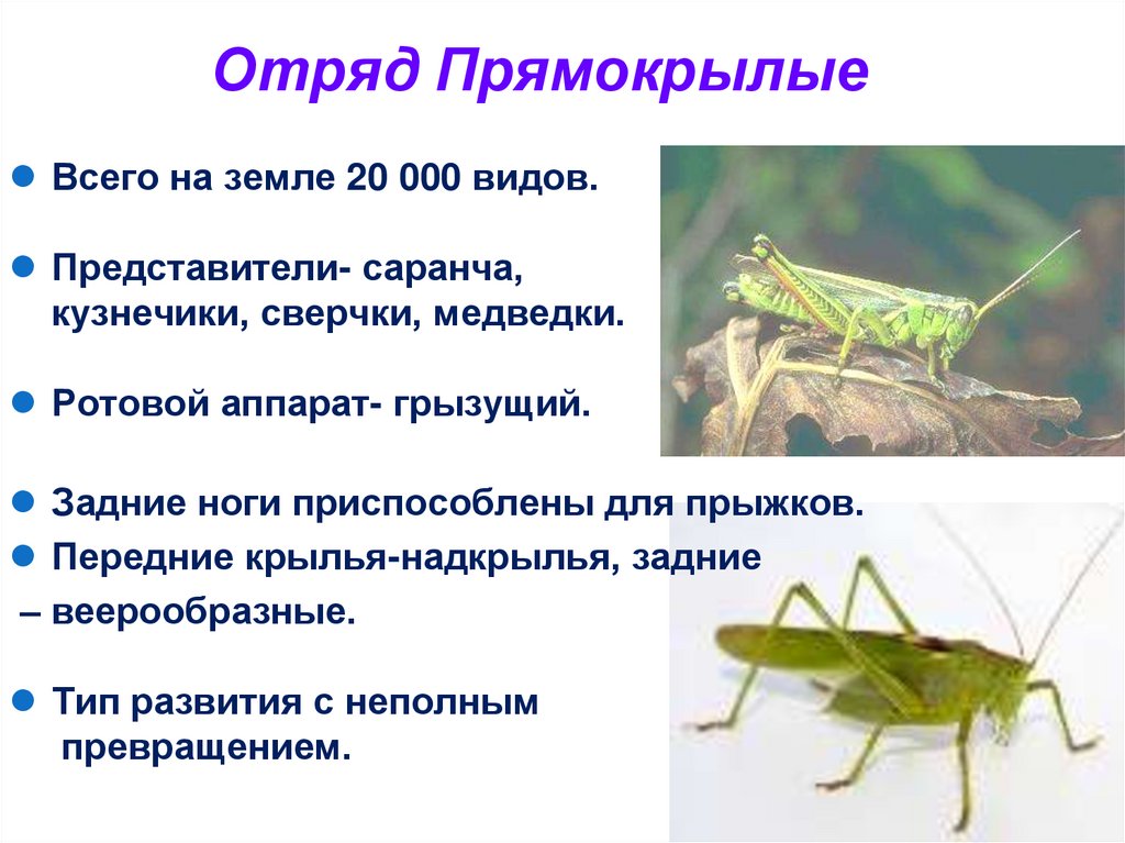 Отряд Прямокрылые