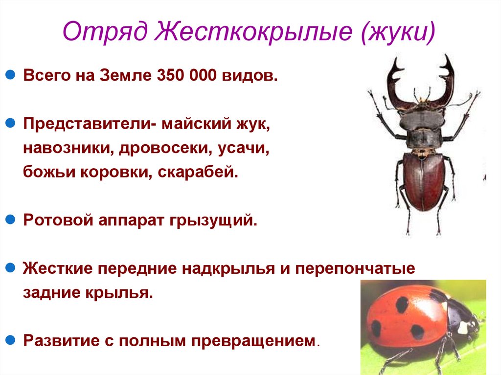 Отряд Жесткокрылые (жуки)