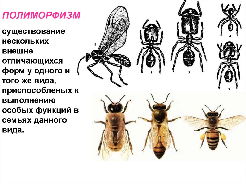 ПОЛИМОРФИЗМ