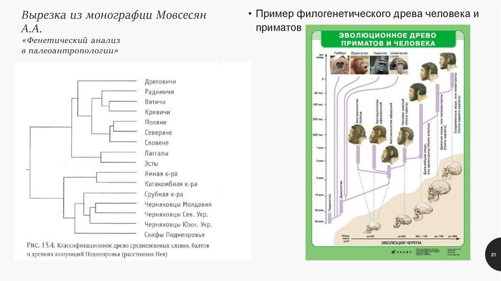 Вырезка из монографии Мовсесян А.А. «Фенетический анализ в палеоантропологии»