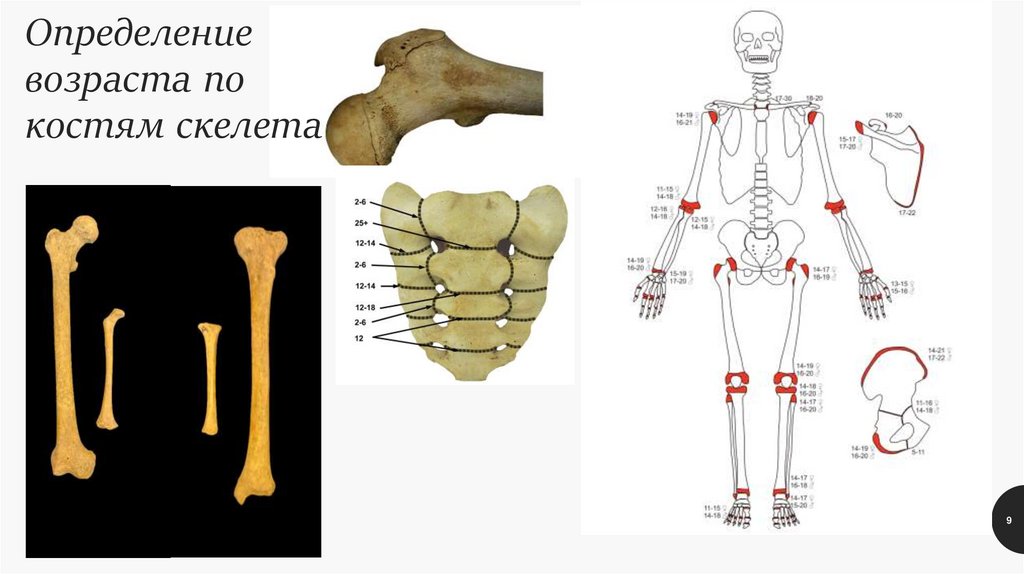 Определение возраста по костям скелета